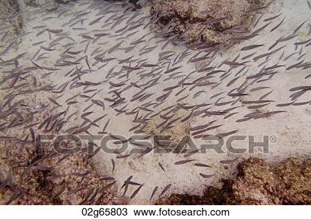 School of fish swimming underwater, Puerto Egas, Santiago Island, Galapagos Islands, Ecuador View Large Photo Image Stock Image - School of fish swimming underwater, Puerto Egas, Santiago Island, Galapagos Islands, Ecuador. Fotosearch