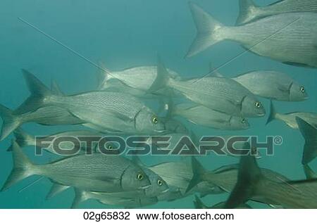 Stock Image - School of fish swimming underwater, Santa Cruz Island, Galapagos Islands, Ecuador. Fotosearch