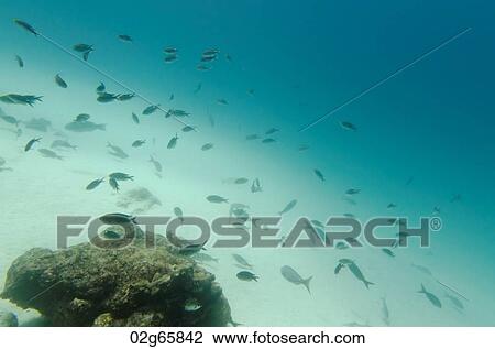 School of fish swimming underwater, Santa Cruz Island, Galapagos Islands, Ecuador View Large Photo Image Stock Image - School of fish swimming underwater, Santa Cruz Island, Galapagos Islands, Ecuador. Fotosearch