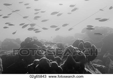School of fish swimming underwater, Santa Cruz Island, Galapagos Islands, Ecuador View Large Photo Image Stock Image - School of fish swimming underwater, Santa Cruz Island, Galapagos Islands, Ecuador. Fotosearch