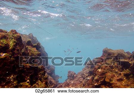 School of fish swimming underwater, Gardner Bay, Espanola Island, Galapagos Islands, Ecuador View Large Photo Image Stock Image - School of fish swimming underwater, Gardner Bay, Espanola Island, Galapagos Islands, Ecuador. Fotosearch