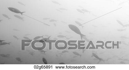 School of fish swimming underwater, Santa Cruz Island, Galapagos Islands, Ecuador View Large Photo Image Stock Image - School of fish swimming underwater, Santa Cruz Island, Galapagos Islands, Ecuador. Fotosearch