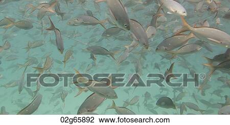 Stock Image - School of fish swimming underwater, Santa Cruz Island, Galapagos Islands, Ecuador. Fotosearch