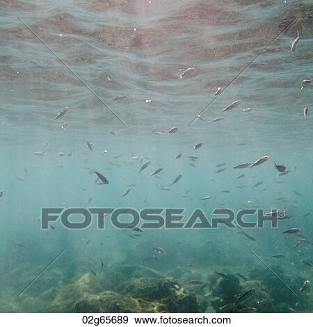 School of fish swimming underwater, Puerto Egas, Santiago Island, Galapagos Islands, Ecuador View Large Photo Image Stock Photo - School of fish swimming underwater, Puerto Egas, Santiago Island, Galapagos Islands, Ecuador. Fotosearch