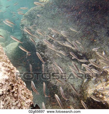 School of fish swimming underwater, Bartolome Island, Galapagos Islands, Ecuador View Large Photo Image Stock Photo - School of fish swimming underwater, Bartolome Island, Galapagos Islands, Ecuador. Fotosearch