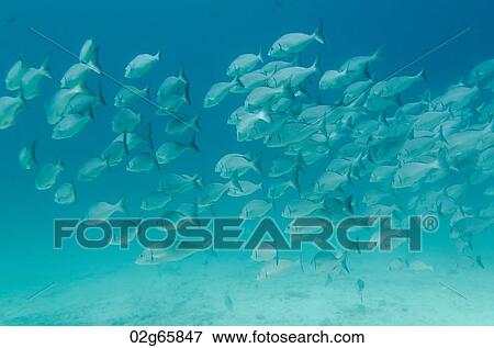 School of fish swimming underwater, Santa Cruz Island, Galapagos Islands, Ecuador View Large Photo Image Stock Photo - School of fish swimming underwater, Santa Cruz Island, Galapagos Islands, Ecuador. Fotosearch