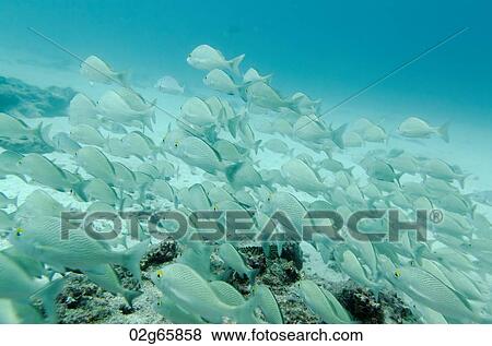 School of fish swimming underwater, Santa Cruz Island, Galapagos Islands, Ecuador View Large Photo Image Stock Photo - School of fish swimming underwater, Santa Cruz Island, Galapagos Islands, Ecuador. Fotosearch
