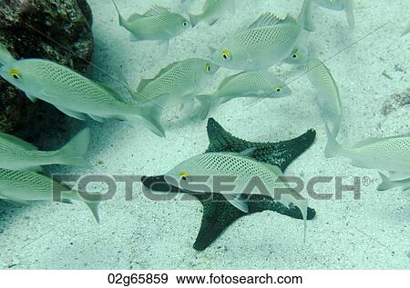 School of fish swimming underwater, Santa Cruz Island, Galapagos Islands, Ecuador View Large Photo Image Stock Photo - School of fish swimming underwater, Santa Cruz Island, Galapagos Islands, Ecuador. Fotosearch