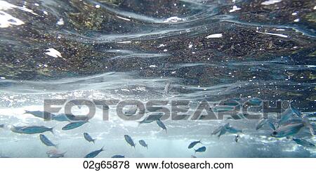 School of fish swimming underwater, Puerto Egas, Santiago Island, Galapagos Islands, Ecuador View Large Photo Image Stock Photo - School of fish swimming underwater, Puerto Egas, Santiago Island, Galapagos Islands, Ecuador. Fotosearch