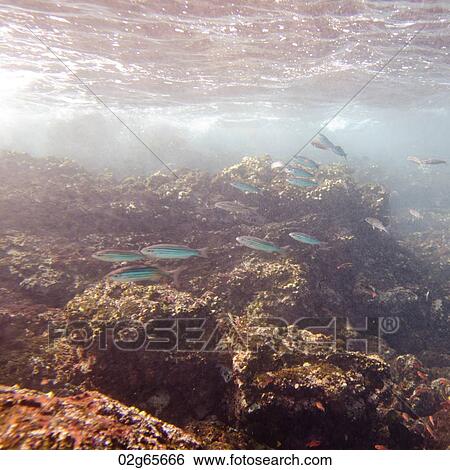 School of fish swimming underwater, Puerto Egas, Santiago Island, Galapagos Islands, Ecuador View Large Photo Image Stock Photograph - School of fish swimming underwater, Puerto Egas, Santiago Island, Galapagos Islands, Ecuador. Fotosearch