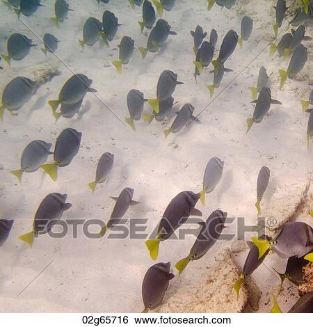 School of fish swimming underwater, Gardner Bay, Espanola Island, Galapagos Islands, Ecuador View Large Photo Image Stock Photograph - School of fish swimming underwater, Gardner Bay, Espanola Island, Galapagos Islands, Ecuador. Fotosearch