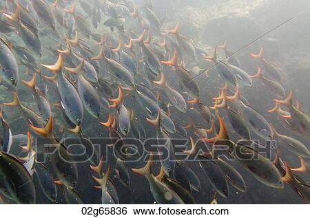 School of fish swimming underwater, Santa Cruz Island, Galapagos Islands, Ecuador View Large Photo Image Stock Photograph - School of fish swimming underwater, Santa Cruz Island, Galapagos Islands, Ecuador. Fotosearch