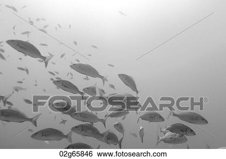 School of fish swimming underwater, Santa Cruz Island, Galapagos Islands, Ecuador View Large Photo Image Stock Photograph - School of fish swimming underwater, Santa Cruz Island, Galapagos Islands, Ecuador. Fotosearch