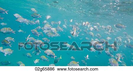 School of fish swimming underwater, Puerto Egas, Santiago Island, Galapagos Islands, Ecuador View Large Photo Image Stock Photograph - School of fish swimming underwater, Puerto Egas, Santiago Island, Galapagos Islands, Ecuador. Fotosearch