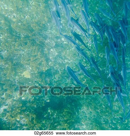 School of fish swimming underwater, Tagus Cove, Isabela Island, Galapagos Islands, Ecuador View Large Photo Image Stock Photography - School of fish swimming underwater, Tagus Cove, Isabela Island, Galapagos Islands, Ecuador. Fotosearch