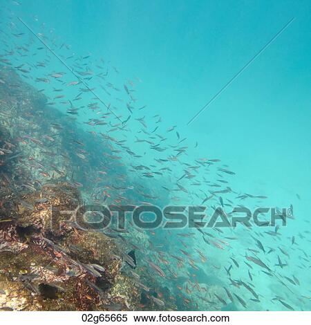 School of fish swimming underwater, Puerto Egas, Santiago Island, Galapagos Islands, Ecuador View Large Photo Image Stock Photography - School of fish swimming underwater, Puerto Egas, Santiago Island, Galapagos Islands, Ecuador. Fotosearch