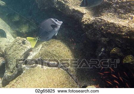 School of fish swimming underwater, Bartolome Island, Galapagos Islands, Ecuador View Large Photo Image Stock Photography - School of fish swimming underwater, Bartolome Island, Galapagos Islands, Ecuador. Fotosearch