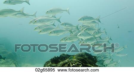 Stock Photography - School of fish swimming underwater, Santa Cruz Island, Galapagos Islands, Ecuador. Fotosearch