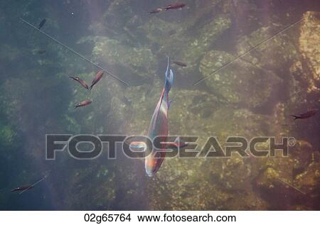 School of Parrotfish swimming underwater, Darwin Bay, Genovesa Island, Galapagos Islands, Ecuador View Large Photo Image Picture - School of Parrotfish swimming underwater, Darwin Bay, Genovesa Island, Galapagos Islands, Ecuador. Fotosearch