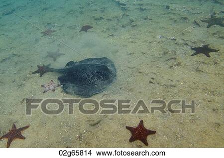 School of starfish with a stingray underwater, Bartolome Island, Galapagos Islands, Ecuador View Large Photo Image Picture - School of starfish with a stingray underwater, Bartolome Island, Galapagos Islands, Ecuador. Fotosearch