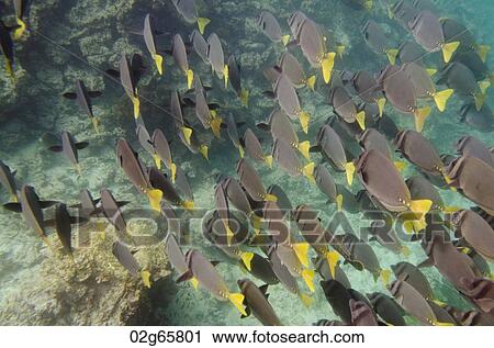 School of Surgeon fish (Zebrasoma flavescens) swimming underwater, Puerto Egas, Santiago Island, Galapagos Islands, Ecuador View Large Photo Image Stock Image - School of Surgeon fish (Zebrasoma flavescens) swimming underwater, Puerto Egas, Santiago Island, Galapagos Islands, Ecuador. Fotosearch