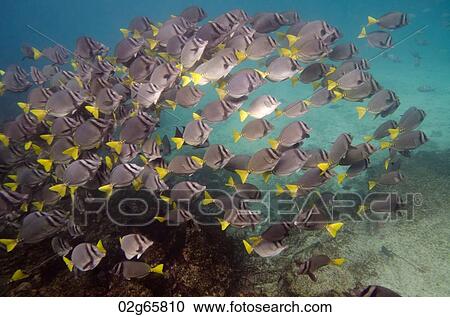 School of Surgeon fish (Zebrasoma flavescens) swimming underwater, Puerto Egas, Santiago Island, Galapagos Islands, Ecuador View Large Photo Image Stock Image - School of Surgeon fish (Zebrasoma flavescens) swimming underwater, Puerto Egas, Santiago Island, Galapagos Islands, Ecuador. Fotosearch