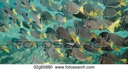 School of Surgeon fish (Zebrasoma flavescens) swimming underwater, Puerto Egas, Santiago Island, Galapagos Islands, Ecuador View Large Photo Image Stock Image - School of Surgeon fish (Zebrasoma flavescens) swimming underwater, Puerto Egas, Santiago Island, Galapagos Islands, Ecuador. Fotosearch
