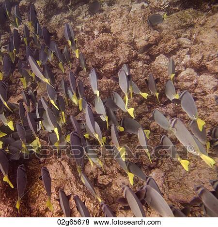 School of Surgeon fish (Zebrasoma flavescens) swimming underwater, Puerto Egas, Santiago Island, Galapagos Islands, Ecuador View Large Photo Image Stock Photo - School of Surgeon fish (Zebrasoma flavescens) swimming underwater, Puerto Egas, Santiago Island, Galapagos Islands, Ecuador. Fotosearch