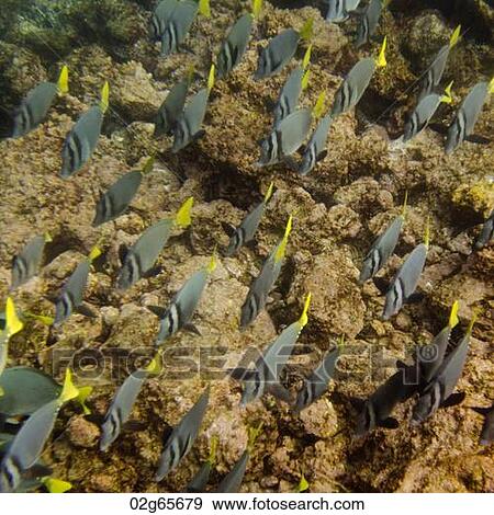 School of Surgeon fish (Zebrasoma flavescens) swimming underwater, Puerto Egas, Santiago Island, Galapagos Islands, Ecuador View Large Photo Image Stock Photo - School of Surgeon fish (Zebrasoma flavescens) swimming underwater, Puerto Egas, Santiago Island, Galapagos Islands, Ecuador. Fotosearch