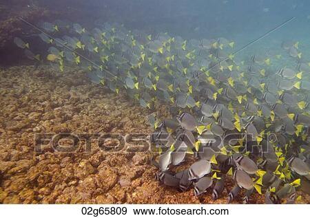 School of Surgeon fish (Zebrasoma flavescens) swimming underwater, Puerto Egas, Santiago Island, Galapagos Islands, Ecuador View Large Photo Image Stock Photo - School of Surgeon fish (Zebrasoma flavescens) swimming underwater, Puerto Egas, Santiago Island, Galapagos Islands, Ecuador. Fotosearch