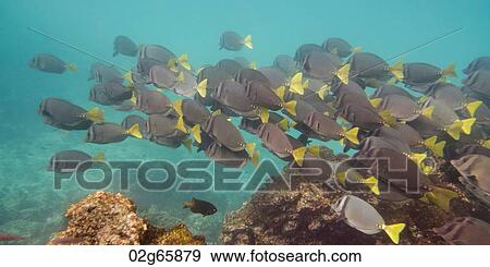 Stock Photo - School of Surgeon fish (Zebrasoma flavescens) swimming underwater, Puerto Egas, Santiago Island, Galapagos Islands, Ecuador. Fotosearch