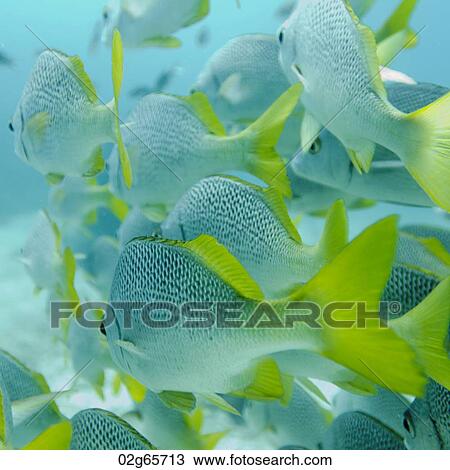 School of Yellow Tailed Grunt (Anisotremus Interruptus) fish swimming underwater, Santa Cruz Island, Galapagos Islands, Ecuador View Large Photo Image Stock Image - School of Yellow Tailed Grunt (Anisotremus Interruptus) fish swimming underwater, Santa Cruz Island, Galapagos Islands, Ecuador. Fotosearch