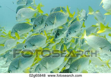 School of Yellow Tailed Grunt (Anisotremus Interruptus) fish swimming underwater, Santa Cruz Island, Galapagos Islands, Ecuador View Large Photo Image Stock Photo - School of Yellow Tailed Grunt (Anisotremus Interruptus) fish swimming underwater, Santa Cruz Island, Galapagos Islands, Ecuador. Fotosearch