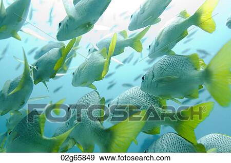 School of Yellow Tailed Grunt (Anisotremus Interruptus) fish swimming underwater, Santa Cruz Island, Galapagos Islands, Ecuador View Large Photo Image Stock Photo - School of Yellow Tailed Grunt (Anisotremus Interruptus) fish swimming underwater, Santa Cruz Island, Galapagos Islands, Ecuador. Fotosearch