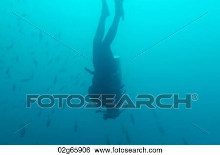 Scuba diver and fish swimming underwater, San Cristobal Island, Galapagos Islands, Ecuador View Large Photo Image Stock Photograph - Scuba diver and fish swimming underwater, San Cristobal Island, Galapagos Islands, Ecuador. Fotosearch