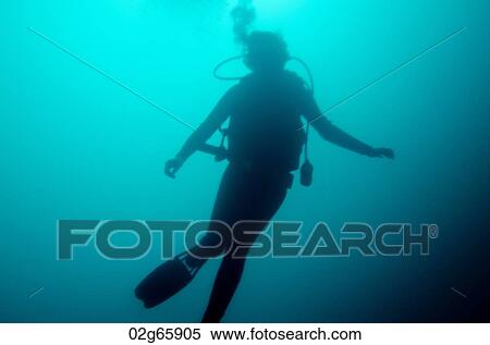 Scuba diver swimming underwater, San Cristobal Island, Galapagos Islands, Ecuador View Large Photo Image Stock Photography - Scuba diver swimming underwater, San Cristobal Island, Galapagos Islands, Ecuador. Fotosearch