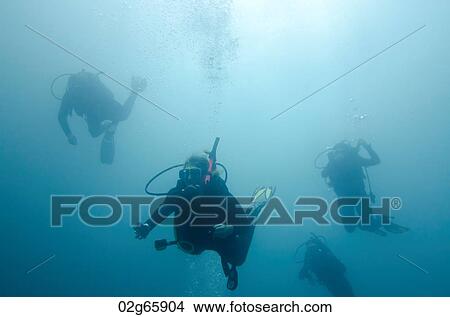 Scuba divers swimming underwater, San Cristobal Island, Galapagos Islands, Ecuador View Large Photo Image Picture - Scuba divers swimming underwater, San Cristobal Island, Galapagos Islands, Ecuador. Fotosearch