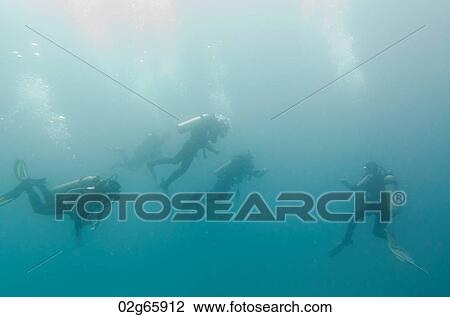 Scuba divers swimming underwater, Santa Cruz Island, Galapagos Islands, Ecuador View Large Photo Image Stock Image - Scuba divers swimming underwater, Santa Cruz Island, Galapagos Islands, Ecuador. Fotosearch