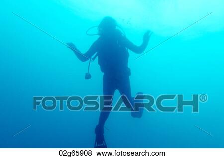Scuba diving underwater, San Cristobal Island, Galapagos Islands, Ecuador View Large Photo Image Stock Photo - Scuba diving underwater, San Cristobal Island, Galapagos Islands, Ecuador. Fotosearch