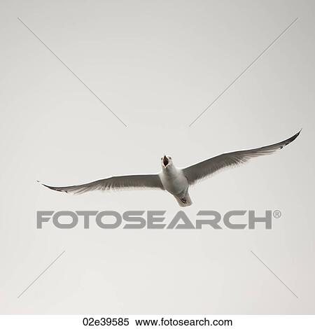 Stock Photography - Sea Gull flying in the sky over Lake of the Woods, Ontario. Fotosearch