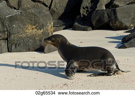 Sea lion on the beach, Punta Suarez, Espanola Island, Galapagos Islands, Ecuador View Large Photo Image Picture - Sea lion on the beach, Punta Suarez, Espanola Island, Galapagos Islands, Ecuador. Fotosearch