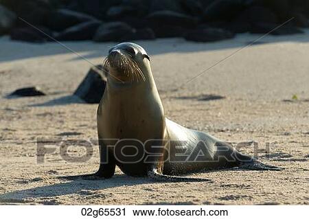 Sea lion on the beach, Punta Suarez, Espanola Island, Galapagos Islands, Ecuador View Large Photo Image Stock Image - Sea lion on the beach, Punta Suarez, Espanola Island, Galapagos Islands, Ecuador. Fotosearch