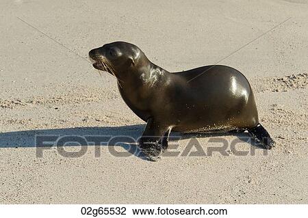 Sea lion on the beach, Punta Suarez, Espanola Island, Galapagos Islands, Ecuador View Large Photo Image Stock Image - Sea lion on the beach, Punta Suarez, Espanola Island, Galapagos Islands, Ecuador. Fotosearch
