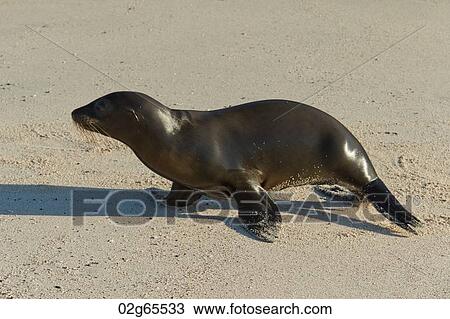 Sea lion on the beach, Punta Suarez, Espanola Island, Galapagos Islands, Ecuador View Large Photo Image Stock Image - Sea lion on the beach, Punta Suarez, Espanola Island, Galapagos Islands, Ecuador. Fotosearch