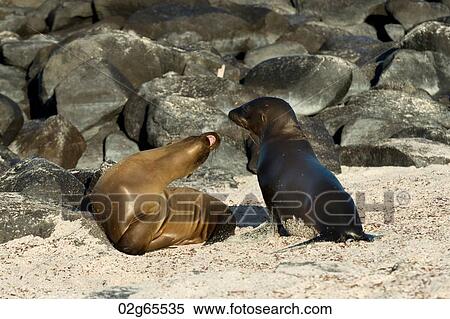 Sea lions on the beach, Punta Suarez, Espanola Island, Galapagos Islands, Ecuador View Large Photo Image Stock Photography - Sea lions on the beach, Punta Suarez, Espanola Island, Galapagos Islands, Ecuador. Fotosearch