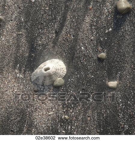 Sea shells along the beach in Costa Rica View Large Photo Image Stock Image - Sea shells along the beach in Costa Rica. Fotosearch