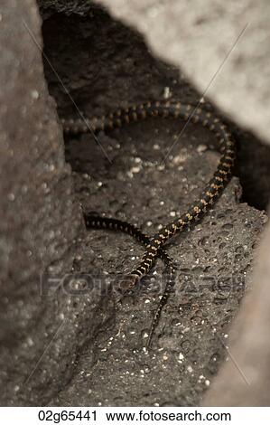 Sea snake, Punta Espinoza, Fernandina Island, Galapagos Islands, Ecuador View Large Photo Image Stock Image - Sea snake, Punta Espinoza, Fernandina Island, Galapagos Islands, Ecuador. Fotosearch