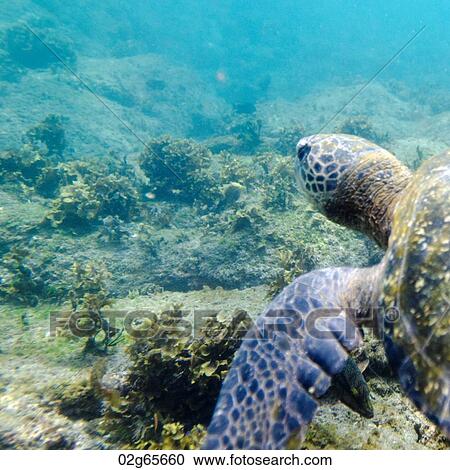Sea turtle swimming underwater, Puerto Egas, Santiago Island, Galapagos Islands, Ecuador View Large Photo Image Stock Image - Sea turtle swimming underwater, Puerto Egas, Santiago Island, Galapagos Islands, Ecuador. Fotosearch