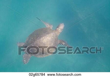 Sea turtle swimming underwater, Tagus Cove, Isabela Island, Galapagos Islands, Ecuador View Large Photo Image Picture - Sea turtle swimming underwater, Tagus Cove, Isabela Island, Galapagos Islands, Ecuador. Fotosearch