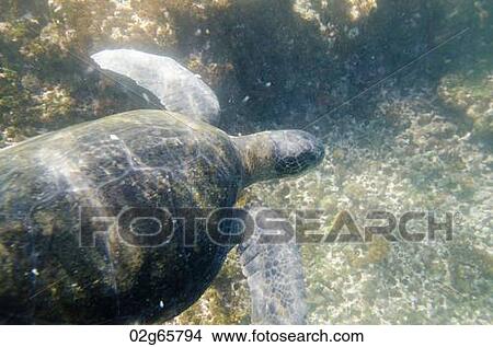 Sea turtle swimming underwater, Tagus Cove, Isabela Island, Galapagos Islands, Ecuador View Large Photo Image Picture - Sea turtle swimming underwater, Tagus Cove, Isabela Island, Galapagos Islands, Ecuador. Fotosearch